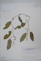 藏品(布朗藤)的圖片