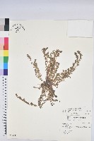 藏品(千根草)的圖片