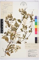 藏品(短尾鐵線蓮)的圖片