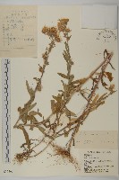 藏品(紫菀)的圖片