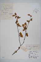 藏品(白樺、粉樺、臭樺)的圖片