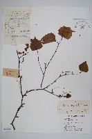 藏品(白樺、粉樺、臭樺)的圖片