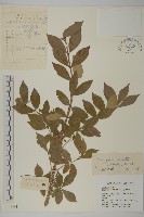 藏品(衛矛)的圖片