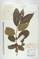 藏品(黑棗、君遷子)的圖片