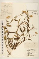 藏品(旋覆花)的圖片