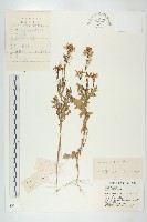 藏品(芝麻菜)的圖片