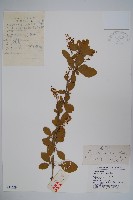 藏品(大葉小蘗)的圖片