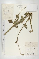 藏品(續斷)的圖片