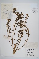 藏品(蔥木)的圖片