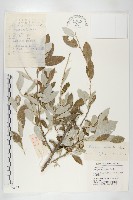 藏品(小葉胡頹子)的圖片