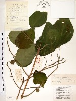 藏品(構樹)的圖片