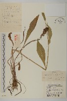 藏品(紫菀)的圖片