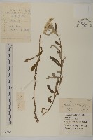 藏品(香青)的圖片