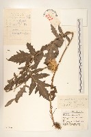 藏品(祁州漏盧)的圖片