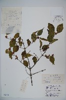 藏品(金銀忍冬)的圖片