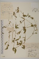 藏品(石生蠅子草、山女婁菜)的圖片