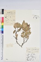 藏品(照白杜鵑)的圖片