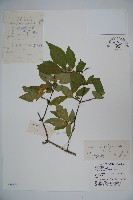 藏品(金花忍冬)的圖片