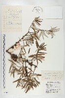 藏品(醋柳)的圖片