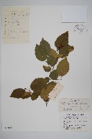 藏品(虎榛子)的圖片