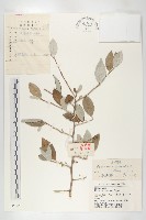 藏品(小葉胡頹子)的圖片