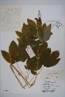 藏品(紅毛七)的圖片