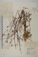 藏品(小花鬼針草)的圖片