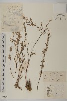 藏品(寬裂葉蒿)的圖片