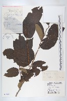 藏品(黑棗、君遷子)的圖片