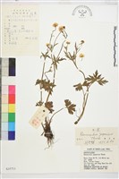 藏品(毛茛)的圖片