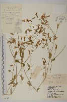 藏品(石生蠅子草、山女婁菜)的圖片