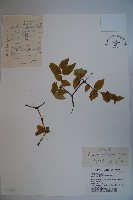 藏品(蔥皮忍冬)的圖片