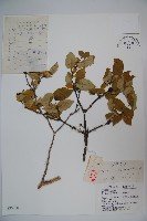 藏品(蔥皮忍冬)的圖片