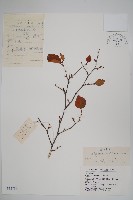 藏品(虎榛子)的圖片