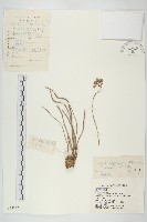 藏品(華北景天)的圖片