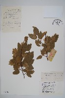 藏品(小葉鵝耳櫪)的圖片