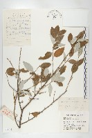 藏品(小葉胡頹子)的圖片