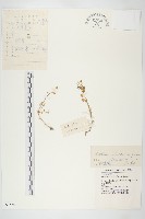 藏品(火焰草)的圖片