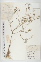 藏品(阿爾泰狗哇花)的圖片