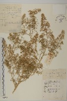 藏品(刺藜)的圖片