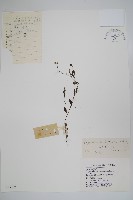 藏品(鈍萼附地菜)的圖片