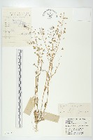 藏品(薺)的圖片