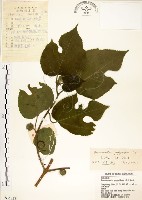 藏品(構樹)的圖片