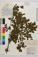 藏品(對節木)的圖片