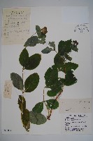 藏品(盤葉忍冬)的圖片