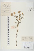 藏品(阿爾泰狗哇花)的圖片