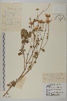 藏品(小紅菊)的圖片