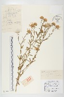 藏品(狗娃花)的圖片