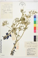 藏品(大花飛燕草)的圖片