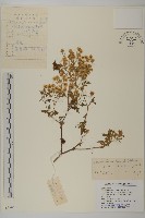 藏品(姜菱菊)的圖片